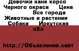 Девочки кане корсо. Черного окраса.  › Цена ­ 65 000 - Все города Животные и растения » Собаки   . Иркутская обл.